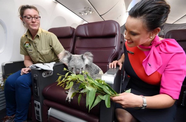 一分鐘知天下事：澳洲航空準備「尤加利葉飛機餐」給貴客享用