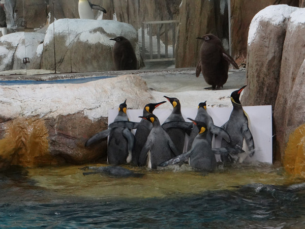 一分鐘知天下事：國王企鵝暫停游泳課！原因竟是？