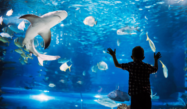 封鎖太久變害羞？水族館邀請大家來跟鰻魚FaceTime !Tokyo Aquarium Is Inviting People to FaceTime Its Eels