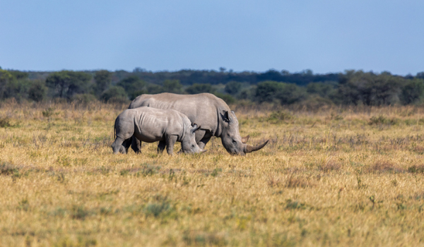 歸功於疫情封城的關係，盜獵犀牛銳減了53％ COVID-19 Lockdown Credited with Rhino Poaching Dropping by 53%