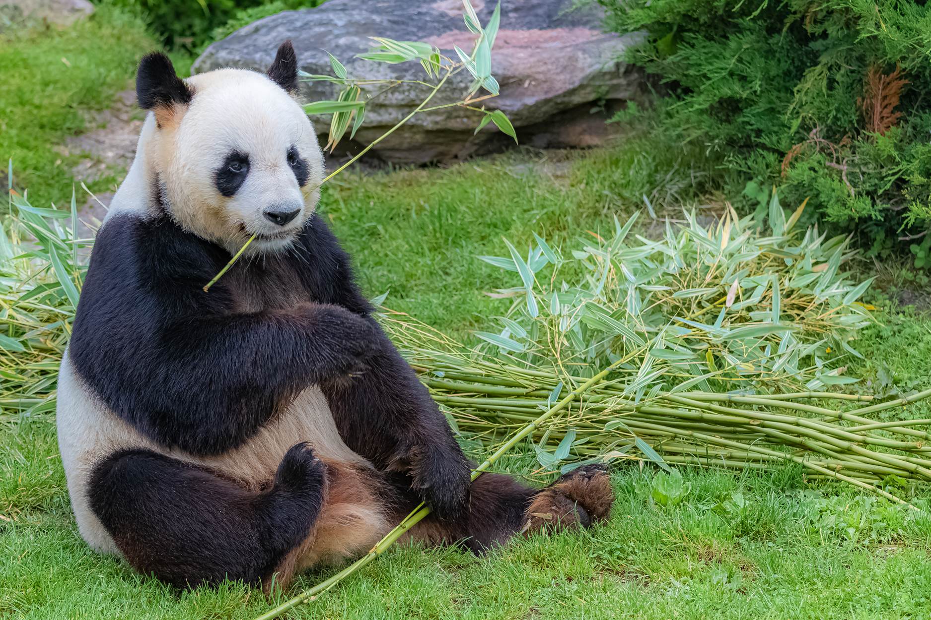 貓熊生不出來 英國要退貨回中國 Britain is returning infertile pandas to China